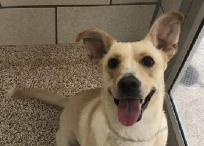 Houston Humane Society | Buttercup