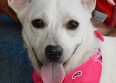 Houston Humane Society Cachorro