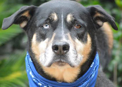 Houston Humane Society Caleb