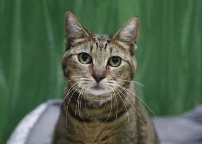 Houston Humane Society | Callaway