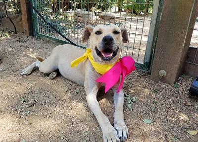 Houston Humane Society | Candy