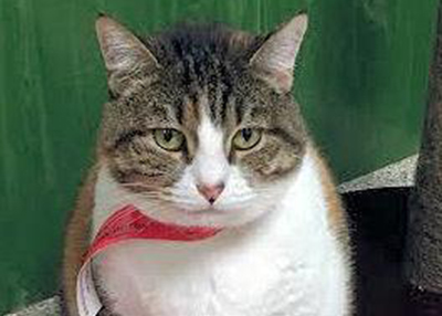 Houston Humane Society | Candy