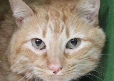 Houston Humane Society | Captain