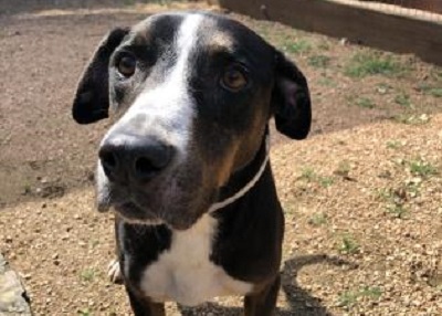 Houston Humane Society | Cash