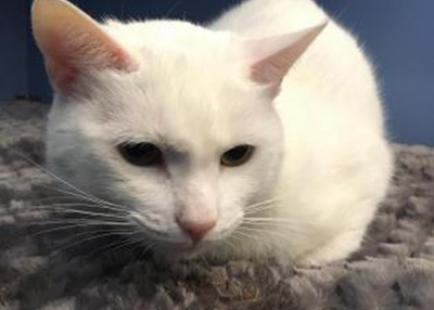 Houston Humane Society | Casper