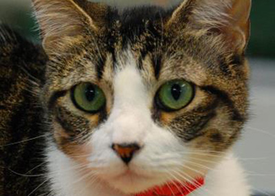 Houston Humane Society | CeCe
