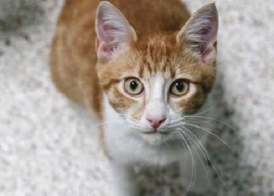 Houston Humane Society | Cedrick