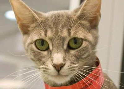 Houston Humane Society | Chamomile