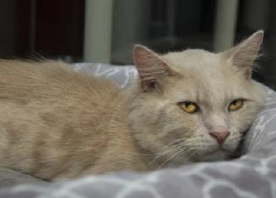 Houston Humane Society | Charlie