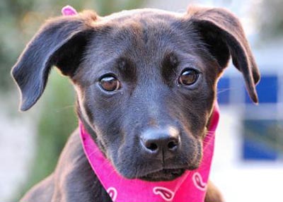 Houston Humane Society Charlotte