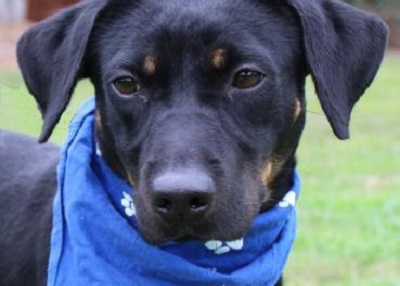 Houston Humane Society | Chevy Girl