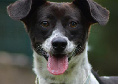 Houston Humane Society | Chewy