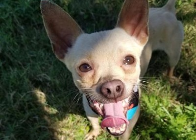 Houston Humane Society | Chico