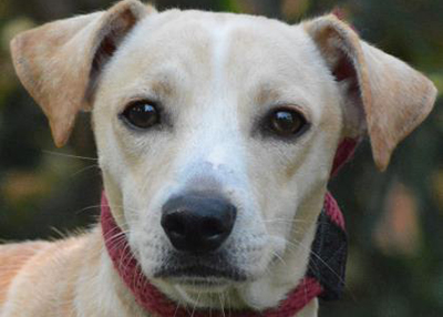Houston Humane Society | Chico