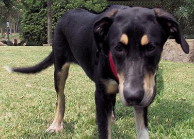 Houston Humane Society | Chloe