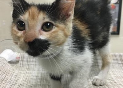 Houston Humane Society | Chloe