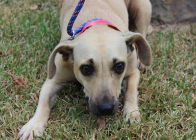 Houston Humane Society | Chloe
