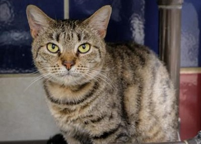 Houston Humane Society | Christine