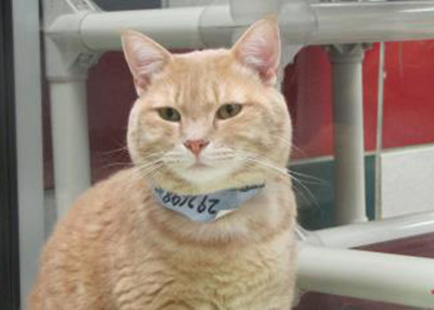 Houston Humane Society Cliff