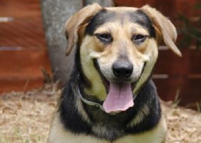 Houston Humane Society | Coco