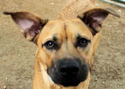 Houston Humane Society | Cosmo