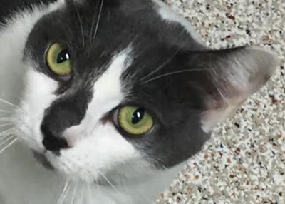 Houston Humane Society | Cow