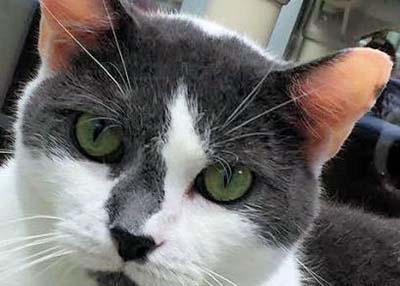 Houston Humane Society | Cow
