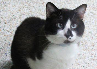 Houston Humane Society | Cow