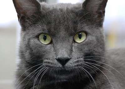 Houston Humane Society Craig