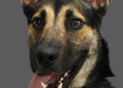 Houston Humane Society | Crosby