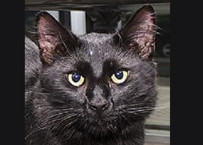Houston Humane Society | Curly