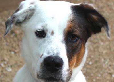 Houston Humane Society | Dallas