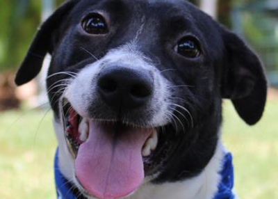 Houston Humane Society | Daphne