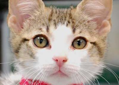 Houston Humane Society Daphne
