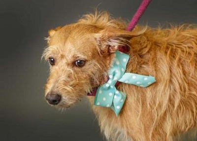 Houston Humane Society | Daphney