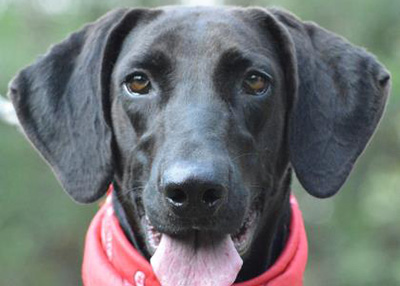 Houston Humane Society | Darla