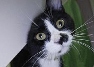 Houston Humane Society | Darling