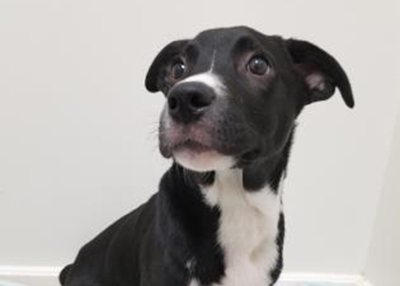 Houston Humane Society | Darrin