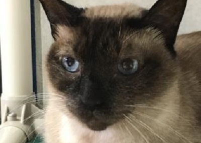 Houston Humane Society | Darth Vader