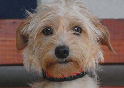 Houston Humane Society | Delilah