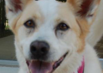 Houston Humane Society | Diamond