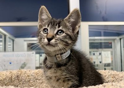 Houston Humane Society | Diamond