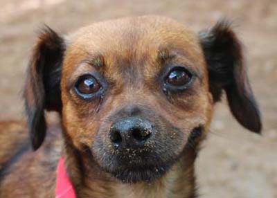 Houston Humane Society | Dolores