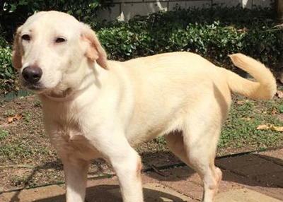 Houston Humane Society | Dory