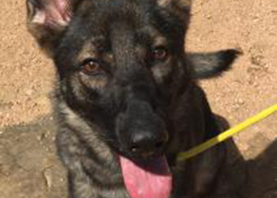 Houston Humane Society | Duchess