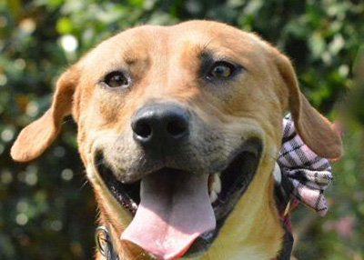 Houston Humane Society Elisa