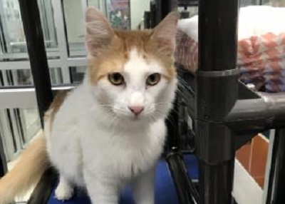 Houston Humane Society | Ellis