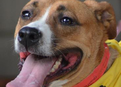Houston Humane Society | Elsa