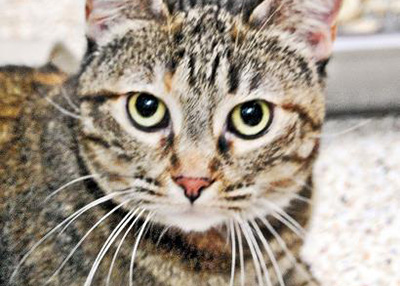 Houston Humane Society | Eva