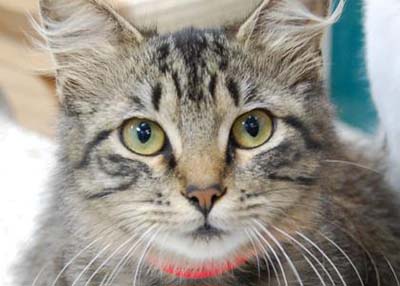 Houston Humane Society Farrah